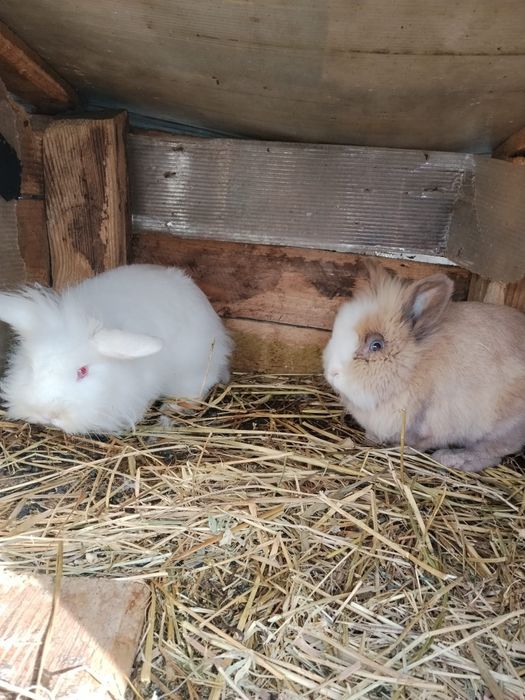 Iepuri cap de leu Prahova