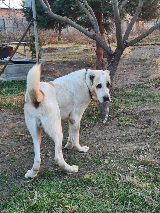 Продам алабай кабель