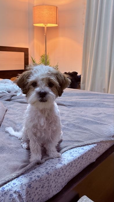 Toby își caută familie