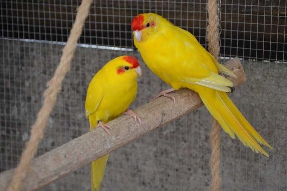 В продаже попугай какарики