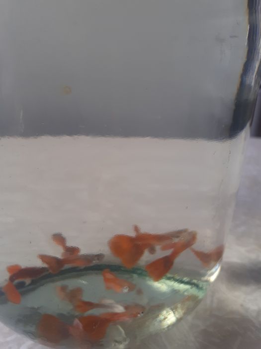 Продам рыбок! Гуппи.