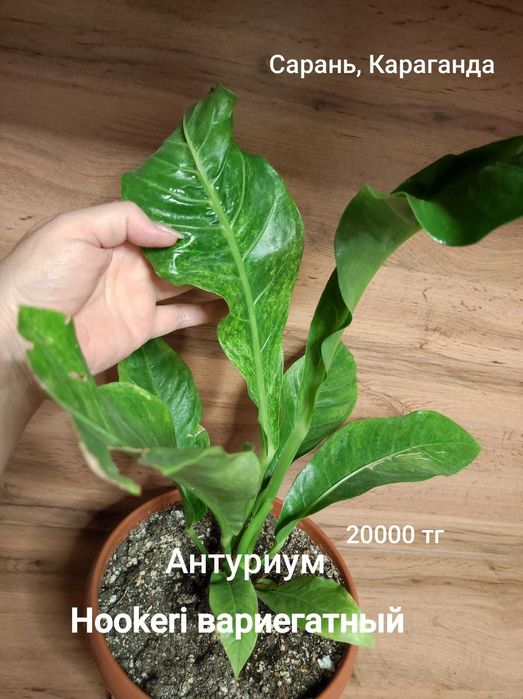 Антуриум разный..