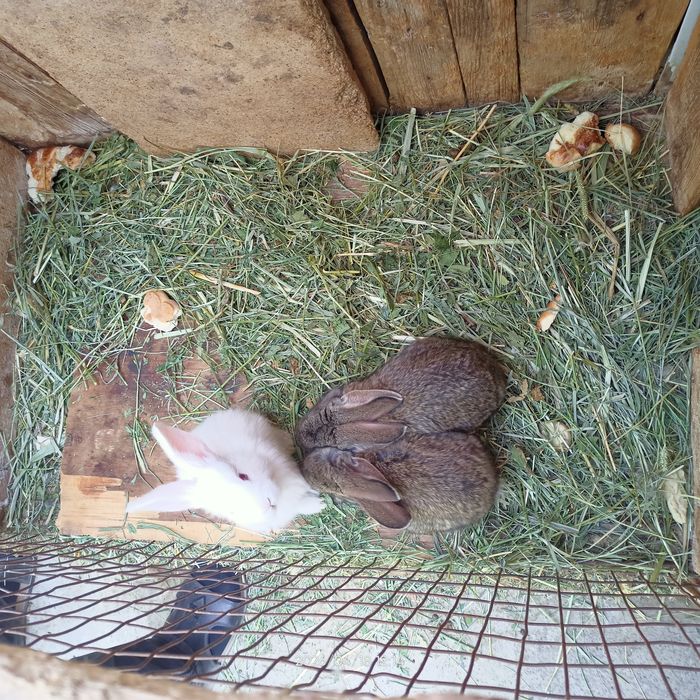 Куёнчалар сотилади