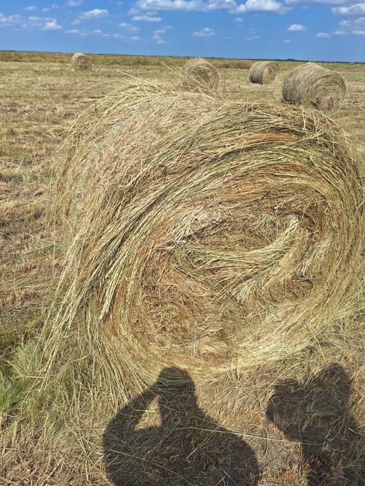 Baloti de fan 120x120