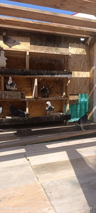 Vand porumbei 15 lei