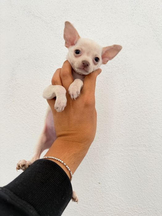 Чихуахуа Chihuahua Сини Очи