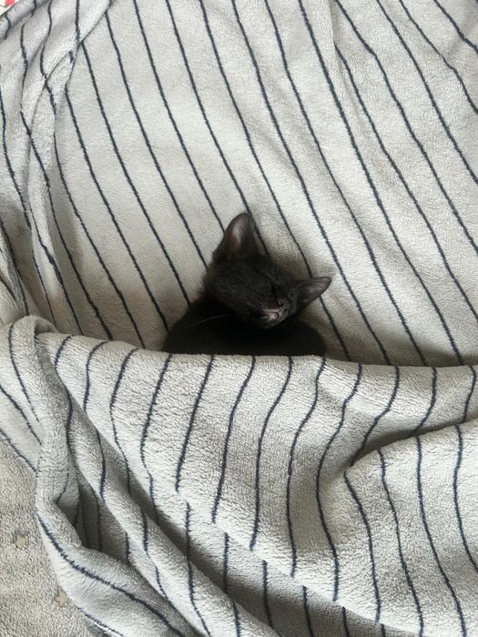 Котенок мальчишка озорник ищет дом
