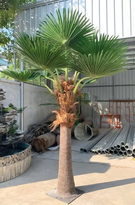 Palmalar yasab berish parki