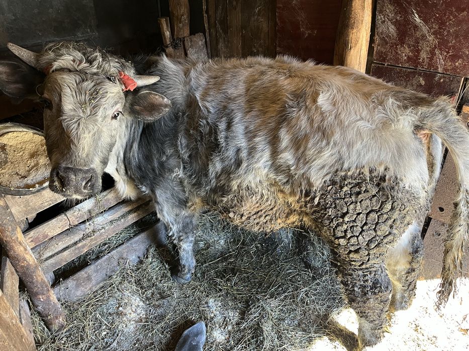 2 Viței de vanzare. 1 belgian 1 românesc