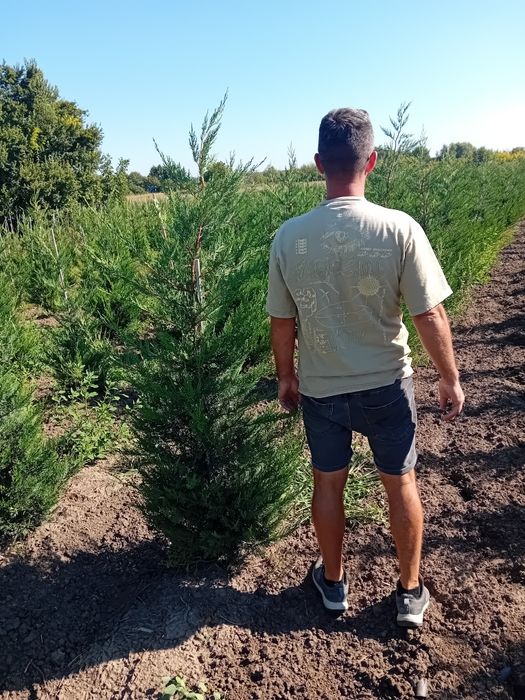 Vând chiparos leylandi diferite dimensiuni din propria pepinieră