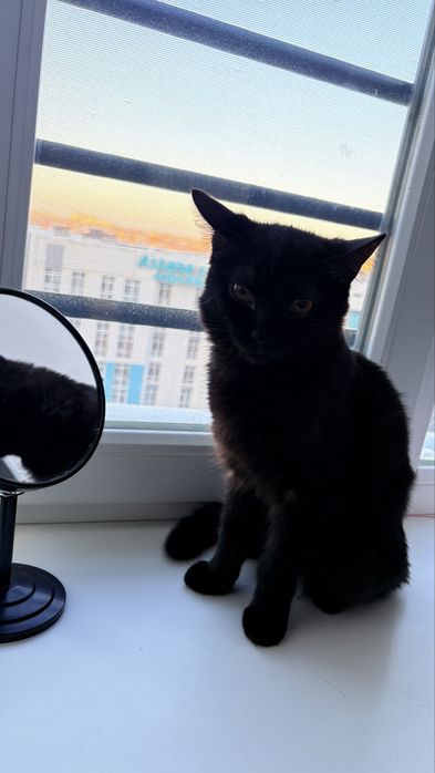 Продам кота стерил