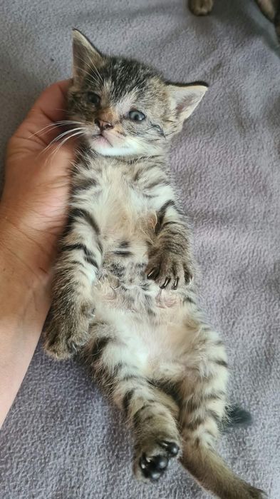 Adoptie pui de pisicia