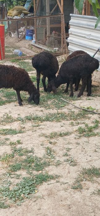 Xusori kashtan simjun.Urgochi qoyla va qochqorla sotiladi