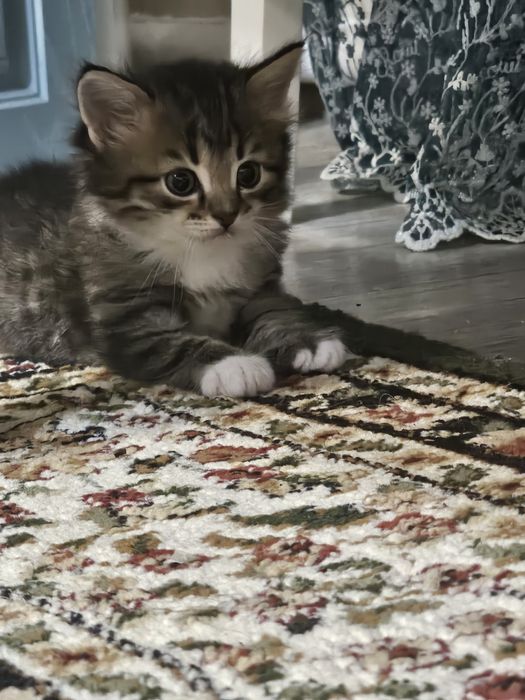 Продам в добрые руки котенка