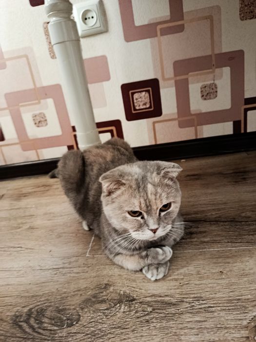 Пародия мушук киз