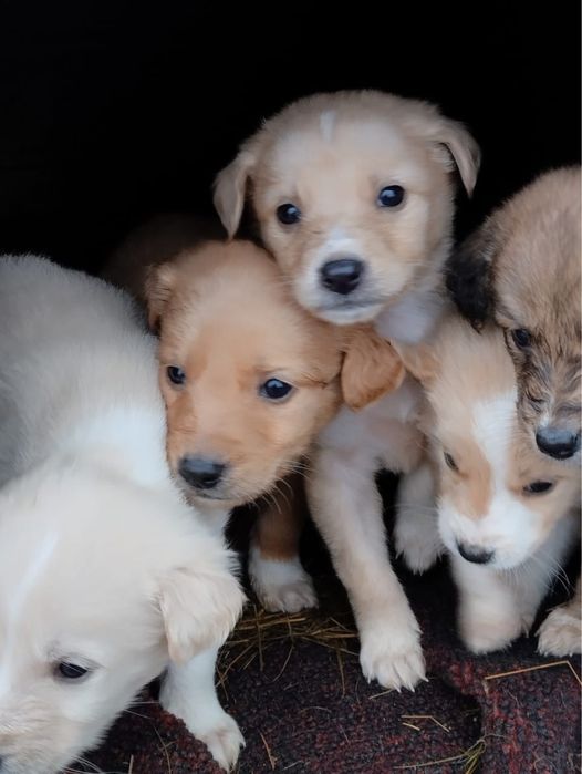 Отдам щенков в добрые руки