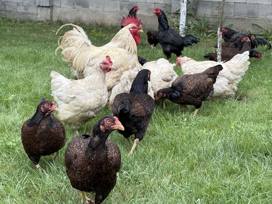 Куры корниш цветной, корниш промышленый. Бройлер, дакан.