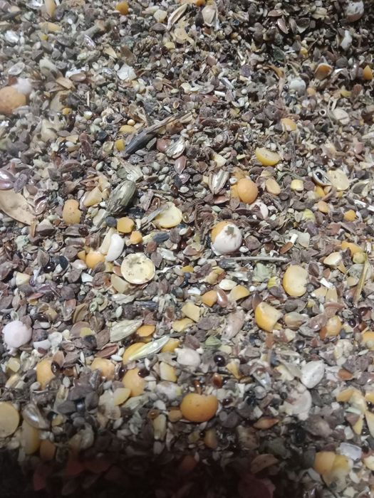 Продам зерно отходы