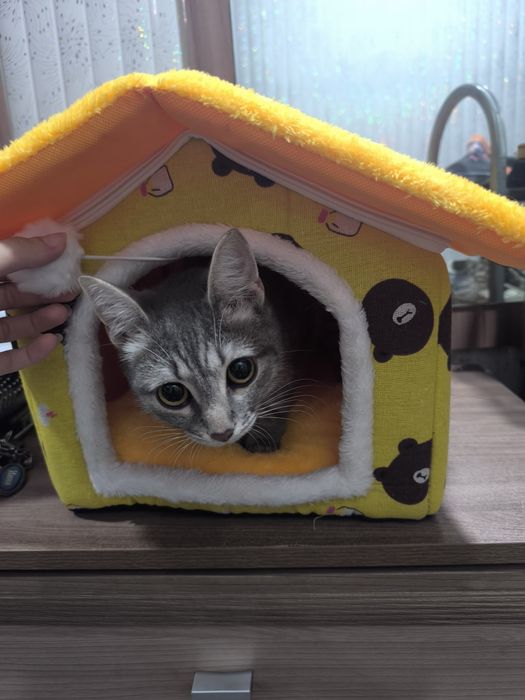 Пропавшая кошка!!!