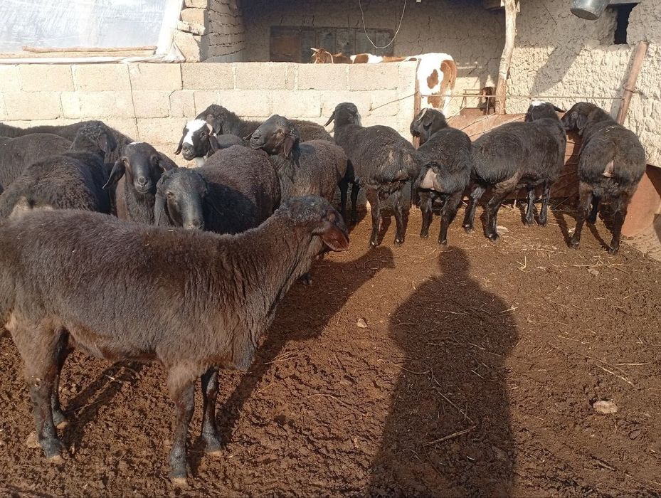 Qoʻzi qoʻchqorlar bor