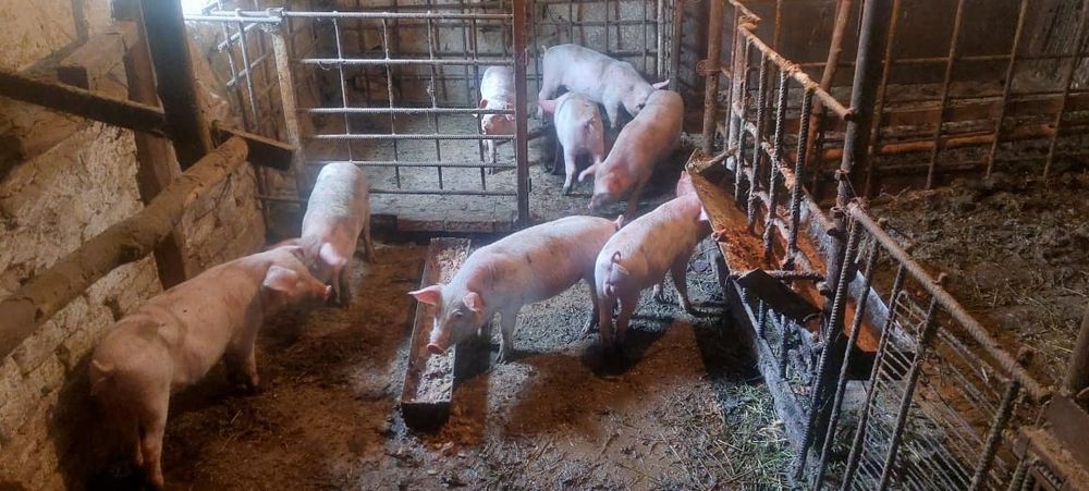 Поросята 2месяца