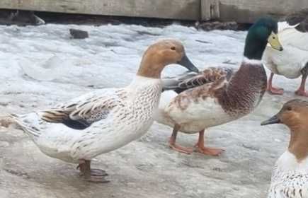 Rate rasa Streicher - 2 perechi (+ 1 ratoi cadou))