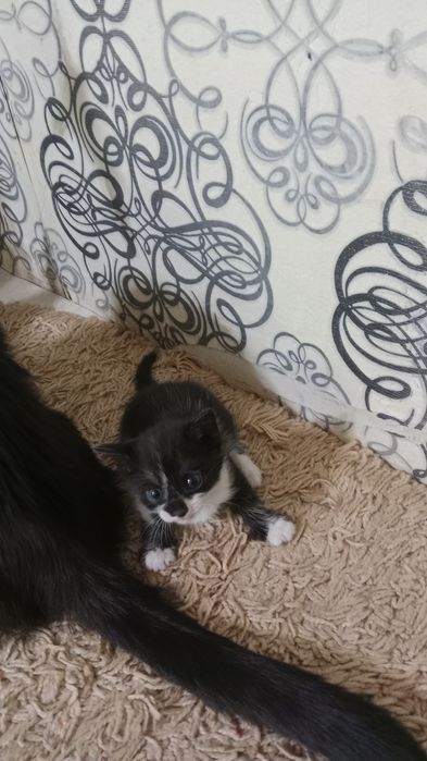 Отдам котят в добрые руки