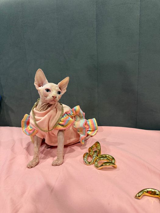 Девочка сфинкс от премиальных родителей