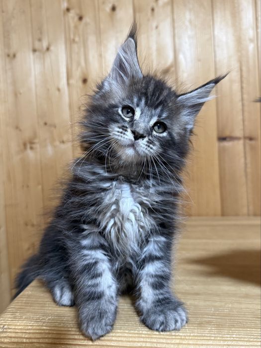 шикарные котята мейнкуны