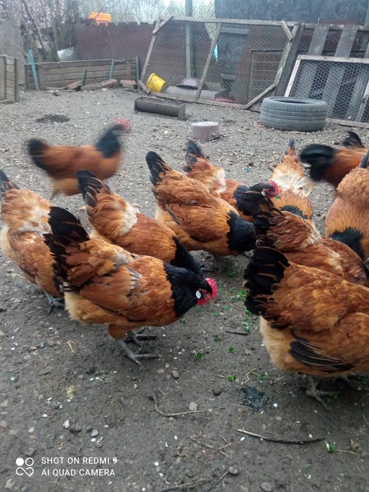 Vând familie de găini Vorwerk