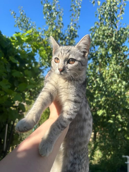 Отдам кошечку в добрые руки