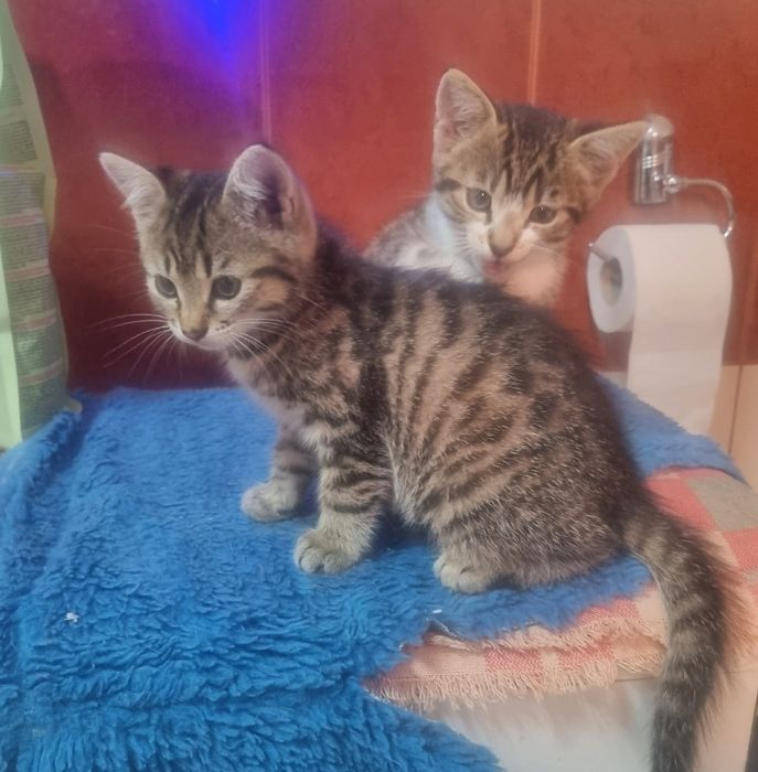 Donez 2 pisicute tigrate unor familii iubitoare