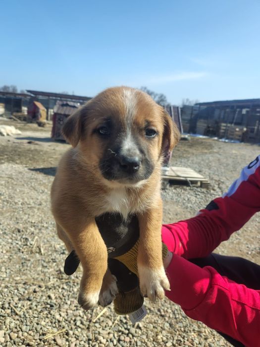 Большой выбор щенков Дворянины