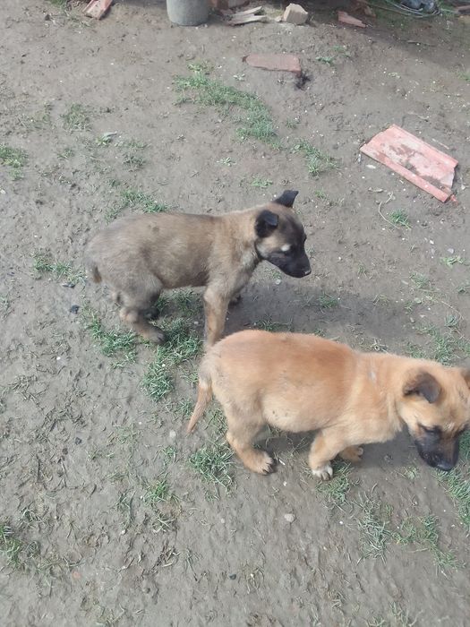 Căței Ciobanesc belgian metis