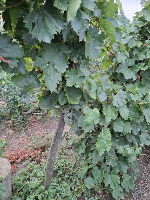 Struguri pentru vin
