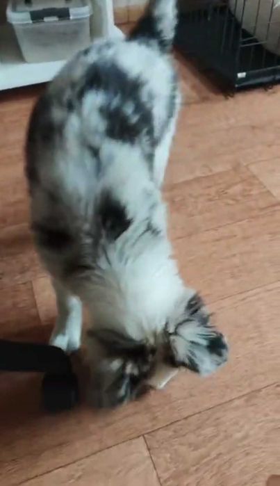 Бордер колли щенок