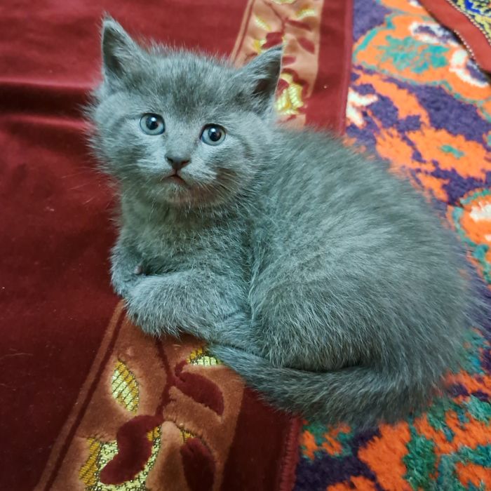 Котята 1.5 месяцев мама страйт