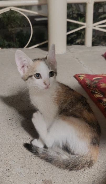 Mushukchalar hadyaga beriladi