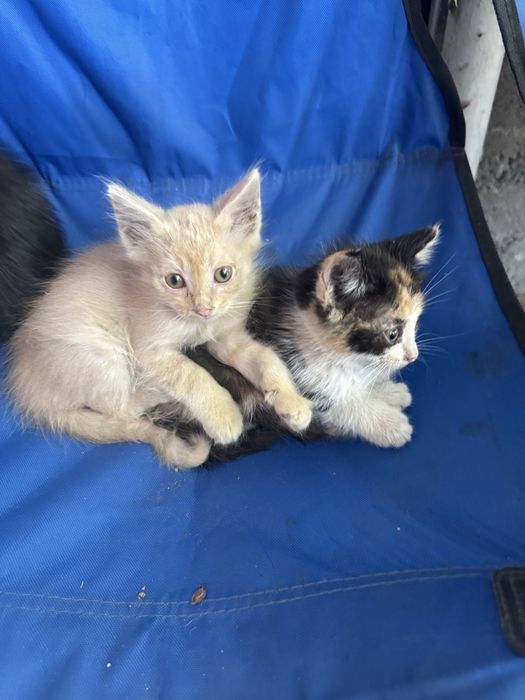 Отдам котят в добрые руки