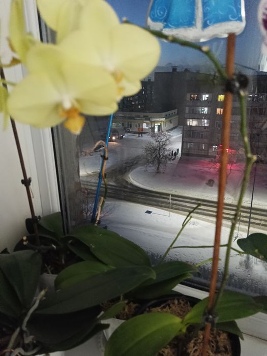 Продам орхидея за 6500