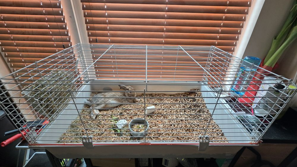 Подарявам зайченце