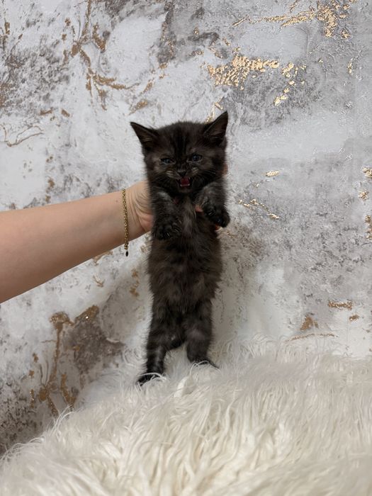 Продам шоколадную шотландку