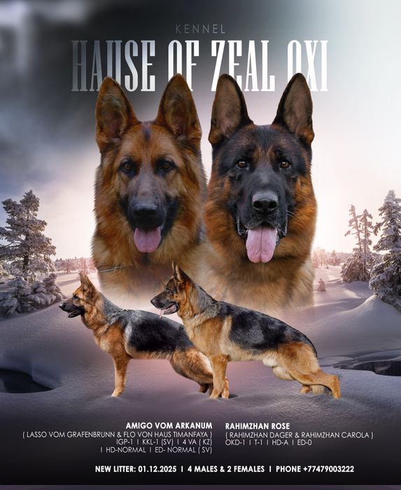 Чистокровные щенки немецких овчарок.