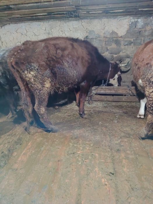 Продаётся скот и телята