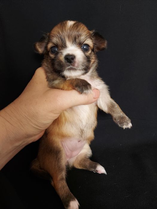 Продаю щенков чихуахуа