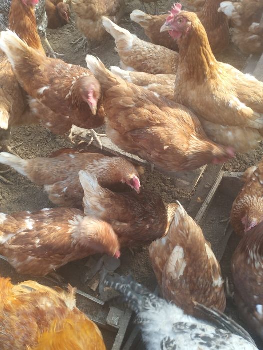 Продам куры домашние и ломан браун