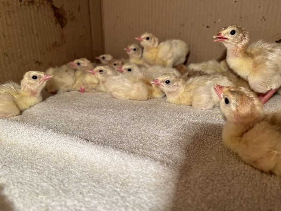 Түйетауық (индюк) балапандарын сатамыз