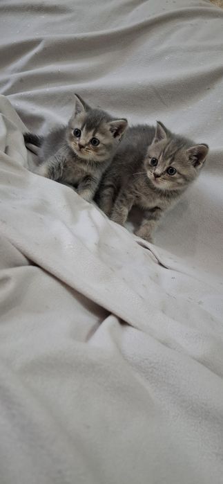 Замечательные котята шотландские