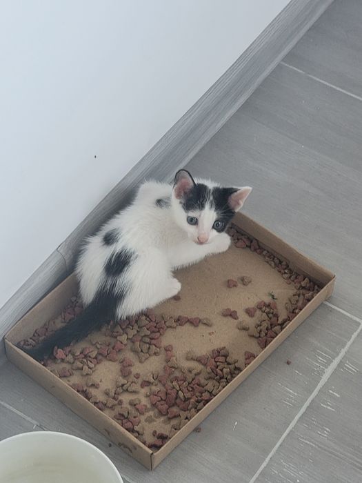 Ei nu cer mult... doar o canapea și multă iubire. Adoptă!