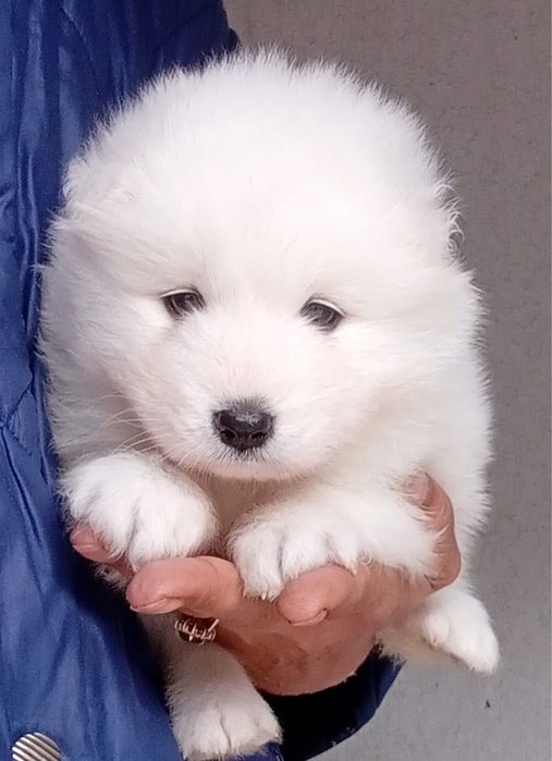 Vand catel samoyed